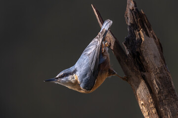 Trepador Azul , sitta europaea