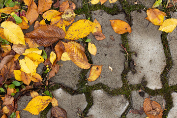 Autumn leaves on a city path and paving stones, top view, close-up.