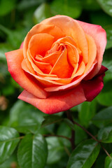 orange rose flower close up