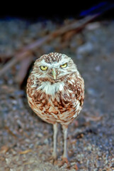 Burrowing Owl