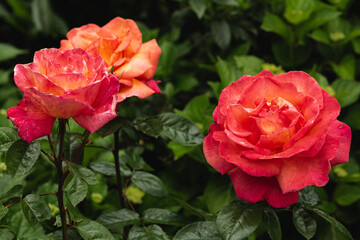 close up of orange roses