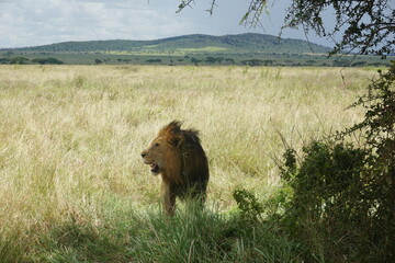 Fototapeta na wymiar Male lion, observing the surroundings in the Serengeti