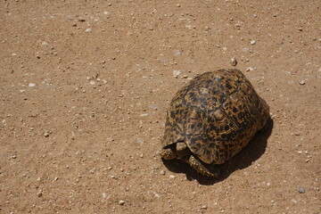 Turtle in the middle of the road on our game drive throught the Serengeti