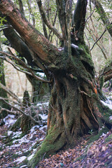 Winter Yaskuhima forest in Kyusyu Japan