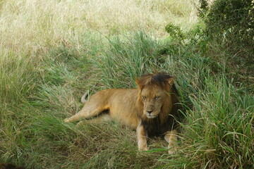 Male lion relaxing in the shade in the Serengeti