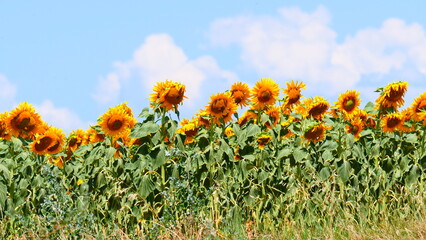 Field of blooming sunflowers, Provence France.