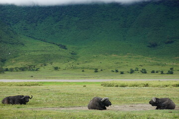 Group of water buffalos relaxing in the Ngorongoro Crater
