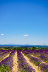 Fototapeta na wymiar Lavender field in Provence France