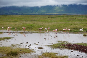 Fototapeta na wymiar Group of flamingos standing in the water, Ngorongoro Crater