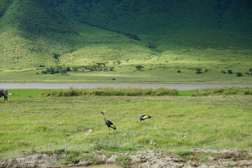 Obraz na płótnie Canvas Two black crowned cranes in the Ngorongoro Crater