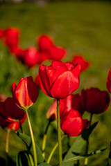 red tulips in garden