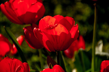 Obraz premium red tulips in the garden