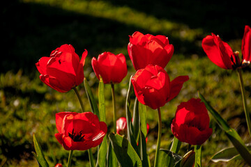 Fototapeta premium field of tulips