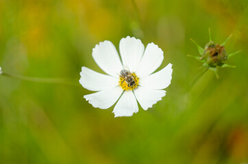 close-up view of cosmos flower, cosmeya in the garden in summer. High quality photo