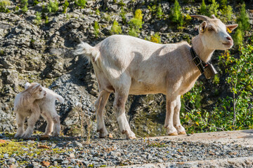 Ziege mit Baby in den Schweizer Alpen, Schweiz