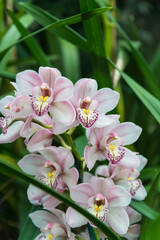 Orchid Cymbidium 'Memona Ray Bitton'