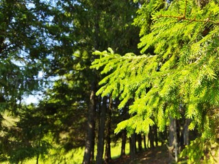 Fototapeta premium trees in the forest