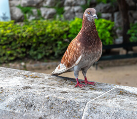 Brown pigeon standing