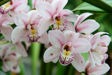 Orchid Cymbidium 'Memona Ray Bitton'