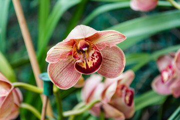 Orchid Cymbidium Christmas Joy 'Salmon'