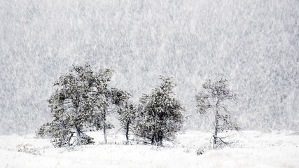Pine trees in snowfall at Torronsuo national park, Tammela, Finland.