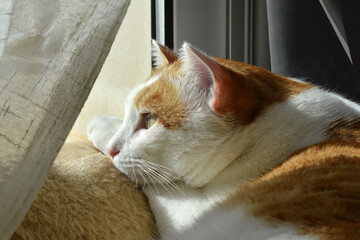 Fototapeta na wymiar Cat looking out the window at home. Happy ginger and white cat relaxing in a house. Copy space is on the right side.