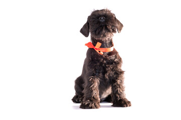 Snauzer dog isolated on white background. Miniature schnauzer puppy.