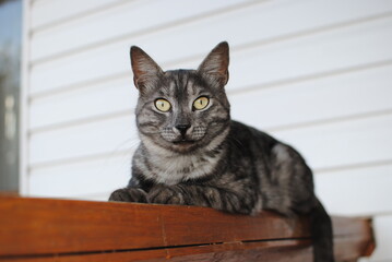 Striped cat, a cross between a breed of tabby mackerel, lies on a wooden bench against a background of white siding