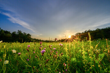 Blooming field or meadow with sunset. Dramatic sky with sunbeams. Blooming flowers in the green grass. Panorama with HDR effect.