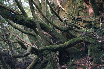 Winter Yaskuhima forest in Kyusyu Japan