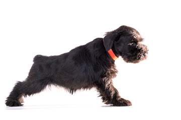 Snauzer dog isolated on white background. Miniature schnauzer puppy.