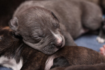 cute pit bull puppies