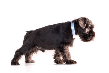 Snauzer dog isolated on white background. Miniature schnauzer puppy.
