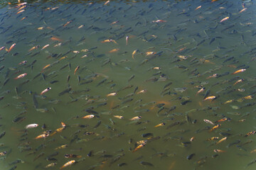 Group of tilapia in the nursery pond . Freshwater fishes farm in the lake.  