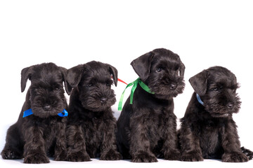 Four Snauzer dog isolated on white background. Groups miniature schnauzer puppy.