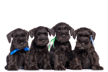 Four Snauzer dog isolated on white background. Groups miniature schnauzer puppy.