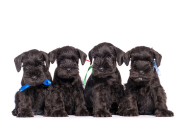 Four Snauzer dog isolated on white background. Groups miniature schnauzer puppy.
