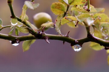 close up raindrops on bush with thorns
