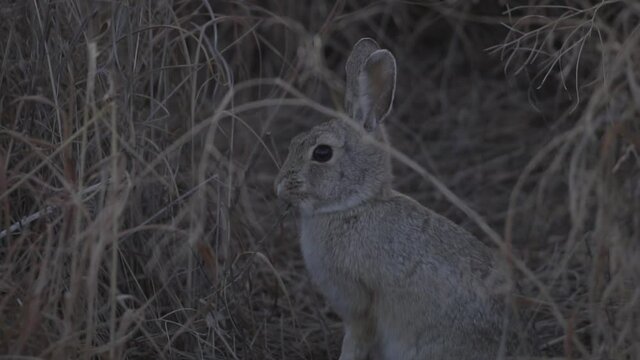 Rabbit feeding in the winter grasses of a field in Denver, Colorado in hd 1080p 59.94p