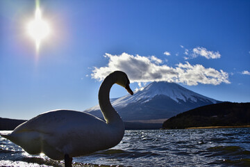 Swans of Mt. Fuji and Lake Yamanaka