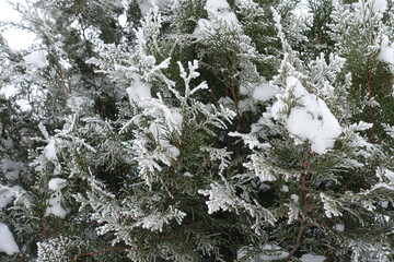 Thuja occidentalis covered with hoarfrost and snow in mid January