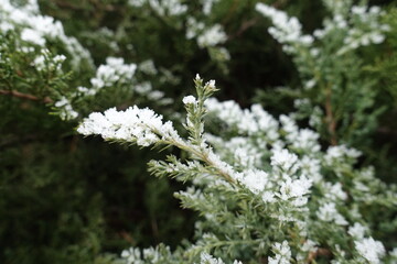 Close shot of branch of juniper covered with hoar frost in mid January