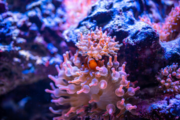 Naklejka na ściany i meble Beautiful aquarium with different types of fish and corals in the neon light in Prague, Czech republic