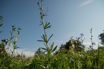 Close up of wild flowers in a meadow, blue sky