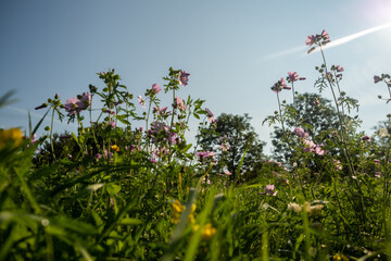 Close up of wild flowers in a meadow, blue sky
