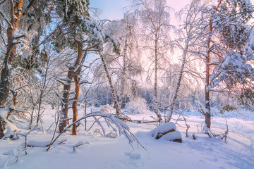 Winter snowy forest Background. Pink Snowy winter forest scenery. Frosty day, calm wintry scene. Ski resort. Great picture of wild area