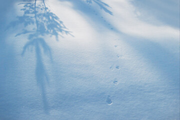 Animal footprints in the snow among the shadows of the trees in the wild forest