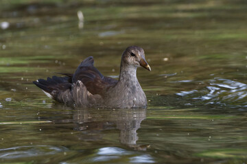 Common Gallinule (juvenile) wading in a pond