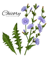 Hand-drawn branch, chicory flowers and leaves, medicinal chicory, medicinal herbs, root drink, coffee substitute. Purple flowers isolated on white background. Healed field plant.