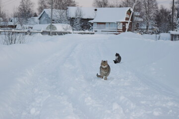 cats run outside in winter